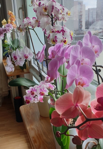 Orchidee Caffe_BlogCaffe.jpg